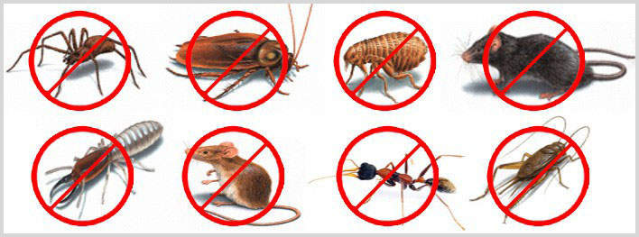 Pest Control Website Design @ Rs. 3800